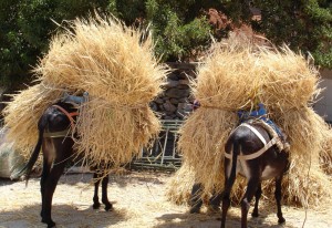 Two loads of Hay